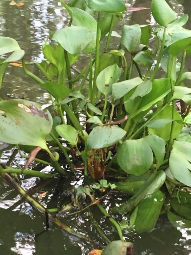 Plant in the mangroves