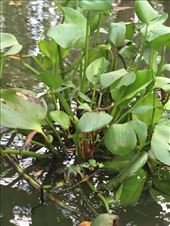 Plant in the mangroves: by kirmily, Views[231]