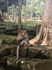 Just a monkey hanging out by the Temple.: by kirmily, Views[238]