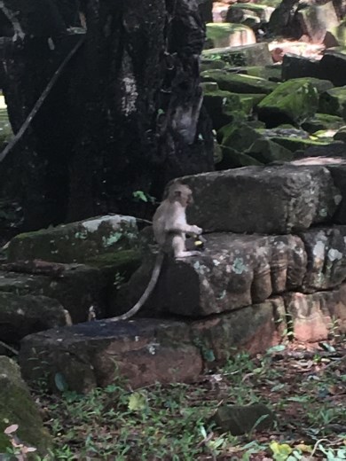 Monkye at Bayon