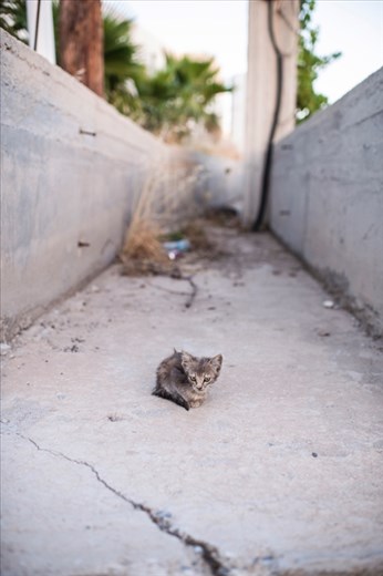 Milos: The birds sing and the roosters crow in a chorus to welcome the day. The man from the grocery store gets on his loud speaker to broadcast his specials of the day to the entire town. 