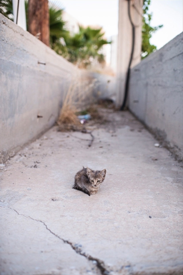 Milos: The birds sing and the roosters crow in a chorus to welcome the day. The man from the grocery store gets on his loud speaker to broadcast his specials of the day to the entire town. 