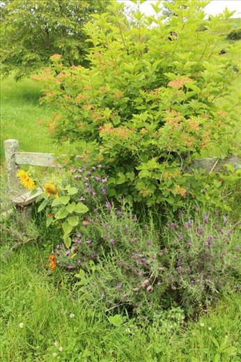 Again New Zealand surprised me with its vibrant greens and at the Hobbit set it was only enhanced by the range of wildlife growing around the hills. The pale fence was brought to life with an array of native flowers and plant life working on awing my senses. I especially love how the purple flowers distract from the green adding more depth and variety to the garden.