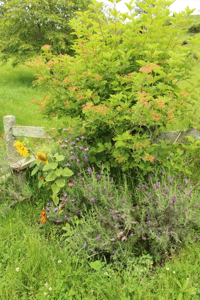 Again New Zealand surprised me with its vibrant greens and at the Hobbit set it was only enhanced by the range of wildlife growing around the hills. The pale fence was brought to life with an array of native flowers and plant life working on awing my senses. I especially love how the purple flowers distract from the green adding more depth and variety to the garden.