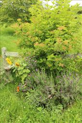 Again New Zealand surprised me with its vibrant greens and at the Hobbit set it was only enhanced by the range of wildlife growing around the hills. The pale fence was brought to life with an array of native flowers and plant life working on awing my senses. I especially love how the purple flowers distract from the green adding more depth and variety to the garden.: by kirstenmmajor, Views[364]