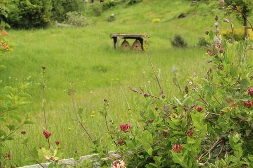 I had not intended on making the distant beehives blurred however that’s how it turned out and I am very pleased with the affect as I am drawn to the wonder of the flowers before the hive as they are entwined around the fence as if they are trying to keep me from getting the honey that lies beyond. Which was fine by me, as I am no fan of bee’s and their sting.