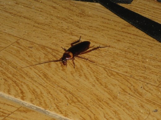 Rocky the cockroach my room companion