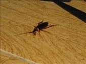 Rocky the cockroach my room companion: by kirstenroche, Views[333]