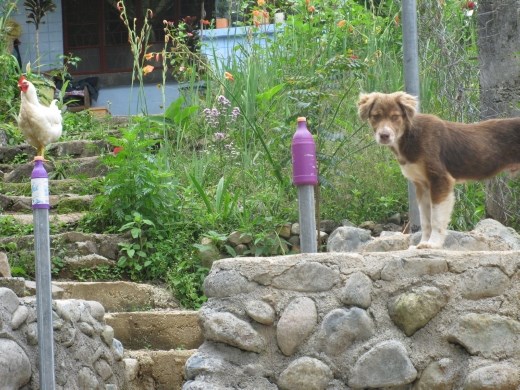 dogs and chickens roamed freely everywhere in town