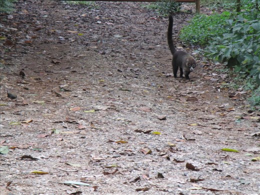 white nosed coati