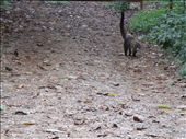 white nosed coati: by kirstenvelthuis, Views[401]