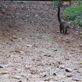 white nosed coati: by kirstenvelthuis, Views[357]