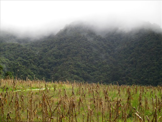 Cloud forest, Volcan Baru National Park