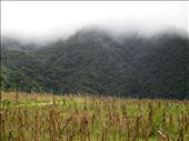 Cloud forest, Volcan Baru National Park: by kirstenvelthuis, Views[414]