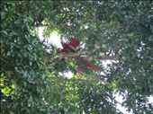 Scarlet Macaws: by kirstenvelthuis, Views[309]