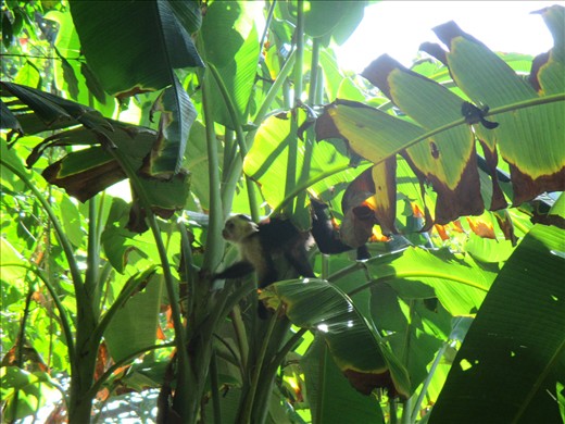 White-faced capuchin monkey, Corcovado National Park