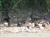 Coaties, Corcovado National Park: by kirstenvelthuis, Views[227]