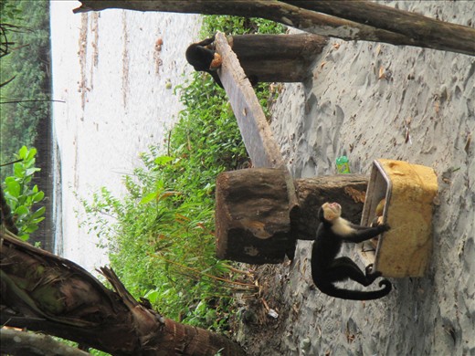 What happens when people start feeding wildlife, Manuel Antonio