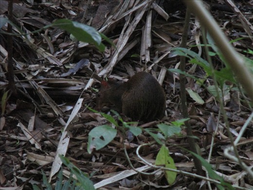 Agouti, Manuel Antonio National Park