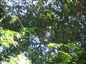 Here's a challenge: spot the sloth in this picture. Manuel Antonio National Park: by kirstenvelthuis, Views[438]