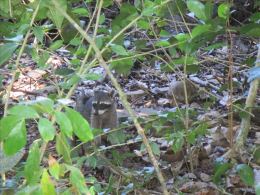 Raccoon, Manuel Antonio National Park