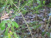 Raccoon, Manuel Antonio National Park: by kirstenvelthuis, Views[336]