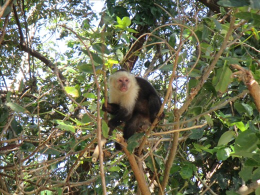 white-faced capuchin monkey, Isla Ometepe