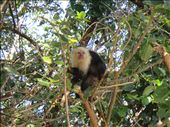 white-faced capuchin monkey, Isla Ometepe: by kirstenvelthuis, Views[223]