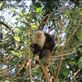 white-faced capuchin monkey, Isla Ometepe Views[220]