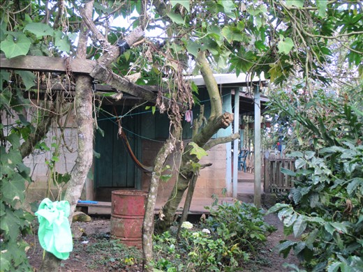 Las Palmeras homestay