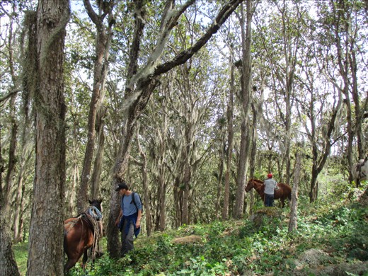 Horse riding through bearded oak forest, Mirador