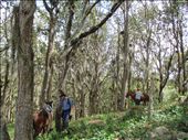 Horse riding through bearded oak forest, Mirador: by kirstenvelthuis, Views[367]