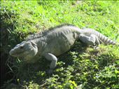 Iguana, Xanantunich ruins: by kirstenvelthuis, Views[338]