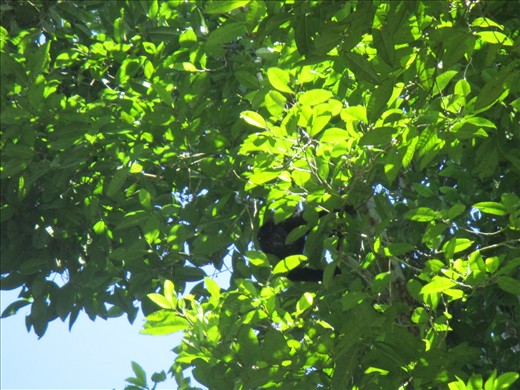 Spider monkey, Xanantunich ruins