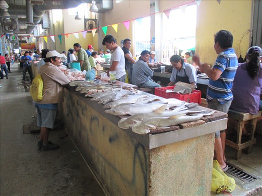 Baby hammerhead sharks for lunch, anyone?