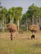 by kirsty_nz, Views[140]