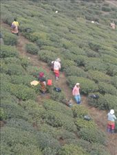 by kirsty_nz, Views[130]