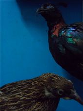 by kirsty_nz, Views[106]