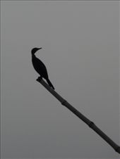 by kirsty_nz, Views[222]