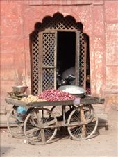 by kirsty_nz, Views[232]