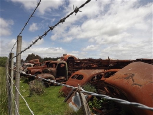 Rusty gold near Mount Ruapehu.