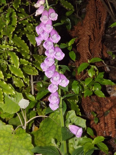 some flowers I found hiding in the national park just out of wellington.