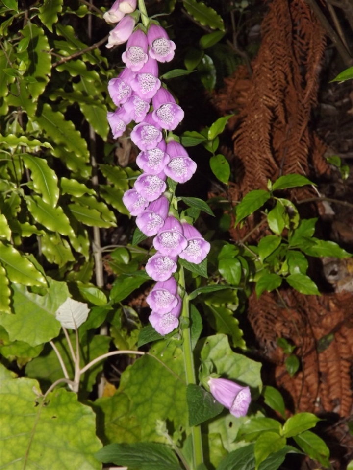some flowers I found hiding in the national park just out of wellington.