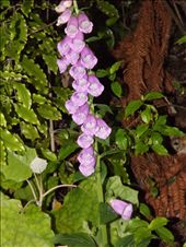 some flowers I found hiding in the national park just out of wellington.: by kitedogluke, Views[311]