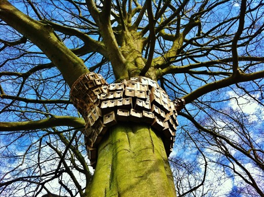 'The Spider', I found in a park.