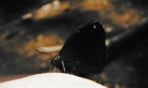 A friendly butterfly in Peru, his colours matched his environment.