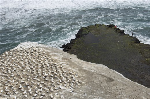 Here a Gannet colony overlooks these tiny fishermen below. Chit says he try's to come here as often as he can to fish, when he's not working as a gib boarder. He says he is cautious though  and knows the dangers of rock fishing in the wrong conditions. Twice he has been swept off his feet by surging waves while fishing at high tide. 
