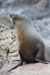 by kiwiaoraki, Views[381]