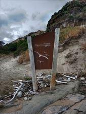 by kiwiaoraki, Views[70]