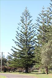 by kiwiaoraki, Views[312]